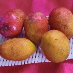 ミニマンゴーの画像