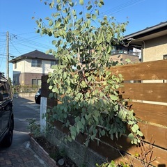 ユーカリの木の画像