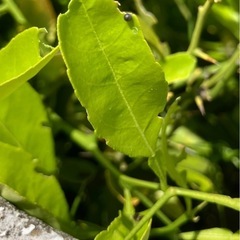 あげは　アゲハチョウの卵　の画像