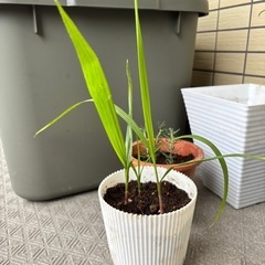 ワシントンヤシの幼苗
の画像