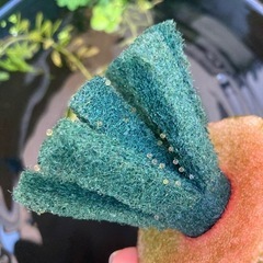 琥珀ラメ？メダカの卵20個プラスαの画像