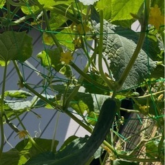 🥒🐒　今朝（27日）収穫のキュウリ 1本〜の画像