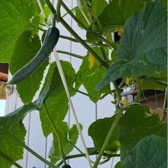 🥒🐒　今朝（27日）収穫のキュウリ 1本〜の画像