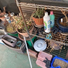 鉢など無料の画像