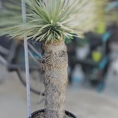 ユッカの画像