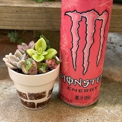 ミニリメイク鉢多肉寄せ植え　⓶ベージュの画像