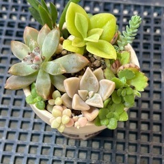 ミニリメイク鉢多肉寄せ植え　⓶ベージュの画像