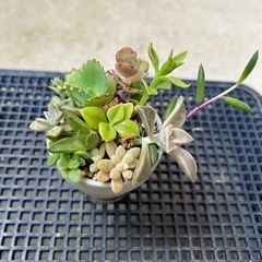 ミニリメイク鉢　多肉寄せ植え⓷の画像