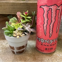 ミニリメイク鉢　多肉寄せ植え⓷の画像