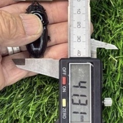 [国産オオクワガタNO:149]能勢産　61ミリペアーの画像