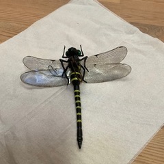 オニヤンマ　蚊除け？の画像