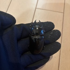 オオクワガタ　オス1匹　メス2匹の画像