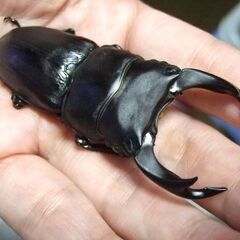 福岡県産オオクワガタ ♂74.5ミリ ♀49.3ミリ ペアの画像