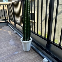 取りに来れる方限定！サボテン🌵の画像