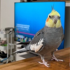 オカメインコ（オス）