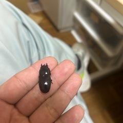 今日だけ限定ヒラタグァーペアー五組まで！！の画像