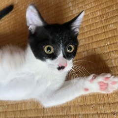 ゴーグルみたいな柄のハチワレ子猫♂