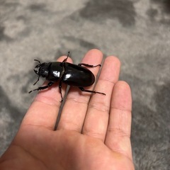 インドアンタエウスペアの画像