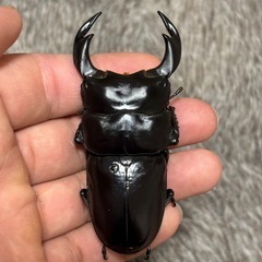 インドアンタエウスペアの画像