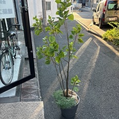 フェイクグリーン2の画像