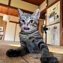濃い柄クールなキジトラ♂