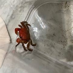 ベンケイガニ
の画像