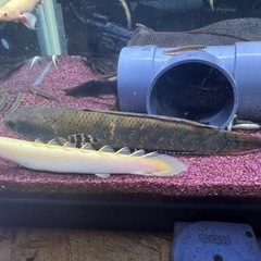 熱帯魚の画像