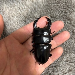 インドアンタエウスペアの画像