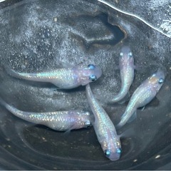 ●ピンクサファイヤショートメダカ● 有精卵 ★15個＋5個★ 殆どがショートが出ます。の画像
