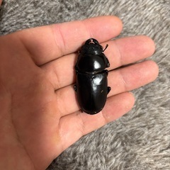インドアンタエウスの画像