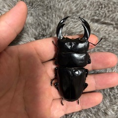 インドアンタエウスの画像