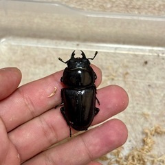 国産オオクワガタ成虫♂♀♀3頭セットの画像