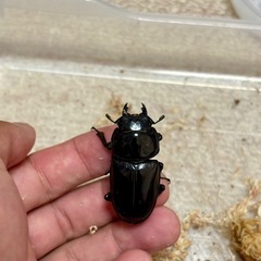 国産オオクワガタ成虫♂♀♀3頭セットの画像