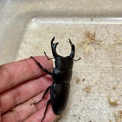 国産オオクワガタ成虫♂♀♀3頭セットの画像