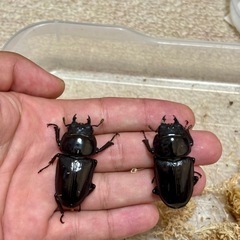 国産オオクワガタ成虫♂♀♀3頭セットの画像