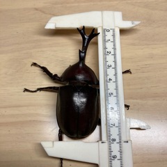 カブトムシペア♂約78ミリ
♀フリーサイズ の画像