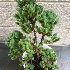 コニファーとオダマキの寄せ植えの画像