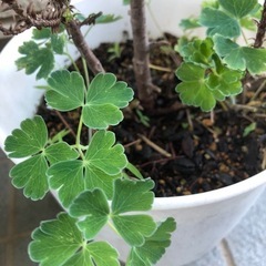 コニファーとオダマキの寄せ植えの画像