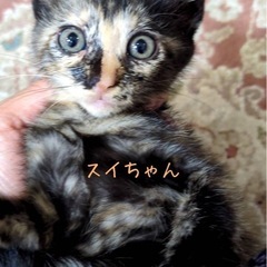 かわいい3兄妹