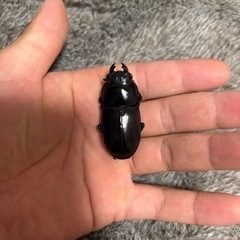 インドアンタエウスオオクワガタメスの画像