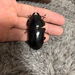 インドアンタエウスオオクワガタメスの画像