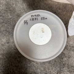 インドアンタエウスオオクワガタメスの画像