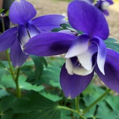コニファーとオダマキの寄せ植えの画像