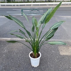 レギネ尺鉢 の画像