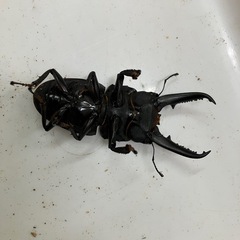 イキヒラタクワガタの画像