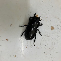 イキヒラタクワガタの画像