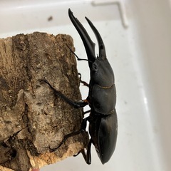 イキヒラタクワガタの画像