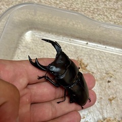 国産オオクワガタ成虫♂♀♀3頭セットの画像