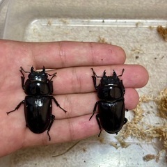 国産オオクワガタ成虫♂♀♀3頭セットの画像