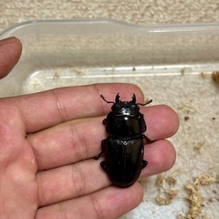 国産オオクワガタ成虫♂♀♀3頭セットの画像